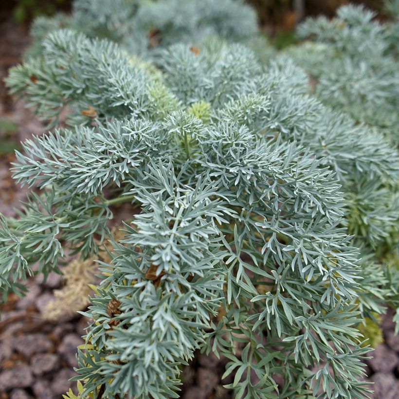 Seseli gummiferum - Bergvenkel (Blad)