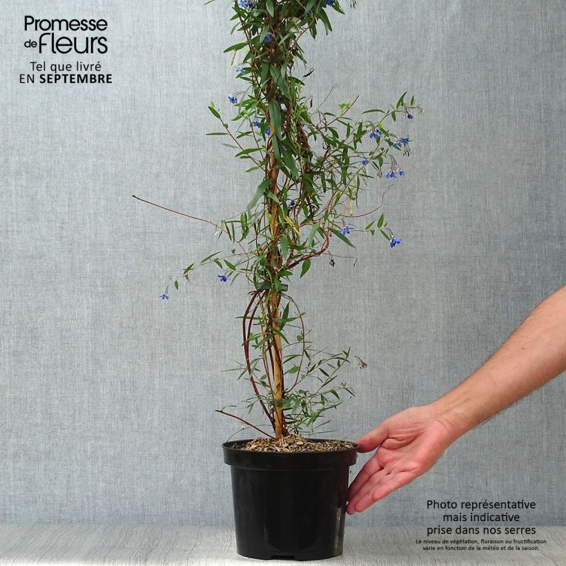 Exemplaar van Sollya heterophylla Ultra Blue Pot van 4 l/5 l zoals geleverd in de herfst