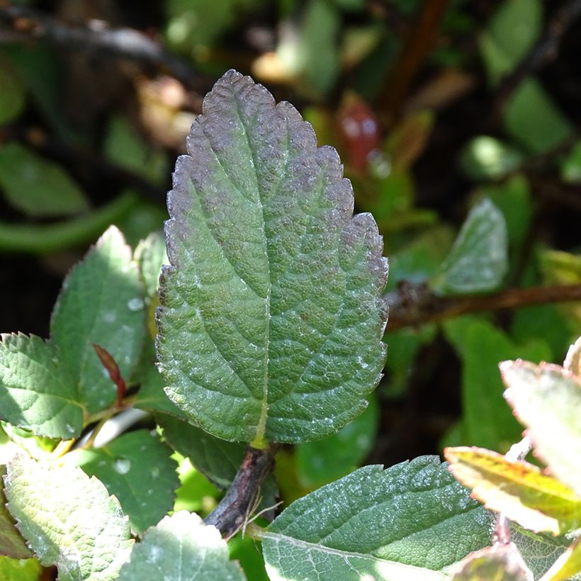 Spiraea japonica Merlo Green - Spierstruik (Blad)