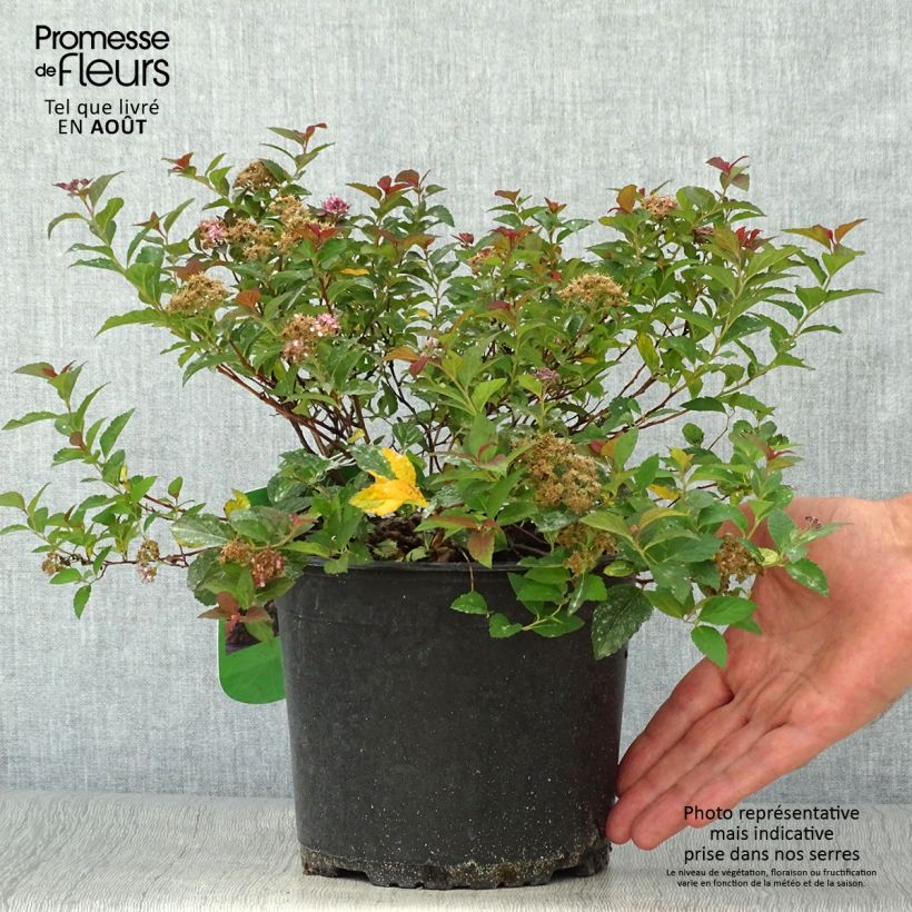 Exemplaar van Spiraea japonica Merlo Green - Spierstruik Pot van 2 l/3 l zoals geleverd in de zomer