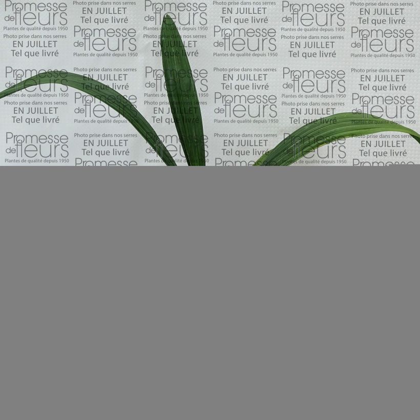 Exemplaar van Sabal bermudana - Sabalpalm Pot van 12 cm / 13 cm zoals geleverd in de zomer