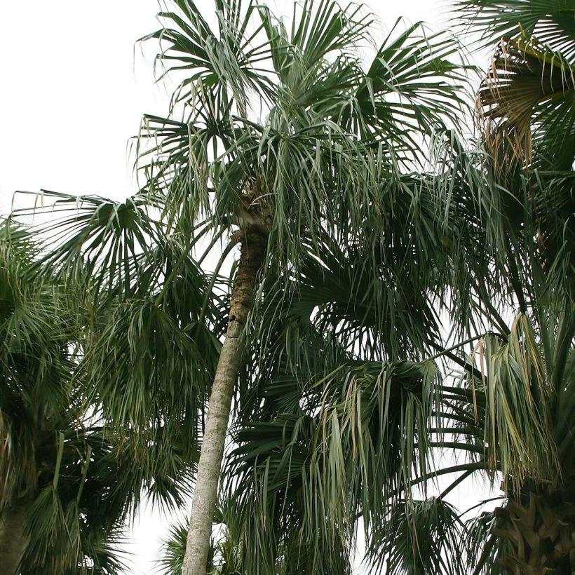 Sabal mauritiiformis - Sabalpalm (Groeiplaats)