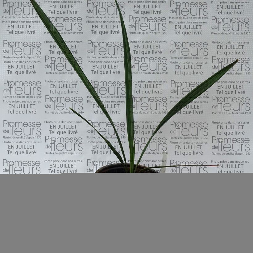 Exemplaar van Sabal mauritiiformis - Sabalpalm Pot van 12 cm / 13 cm zoals geleverd in de zomer