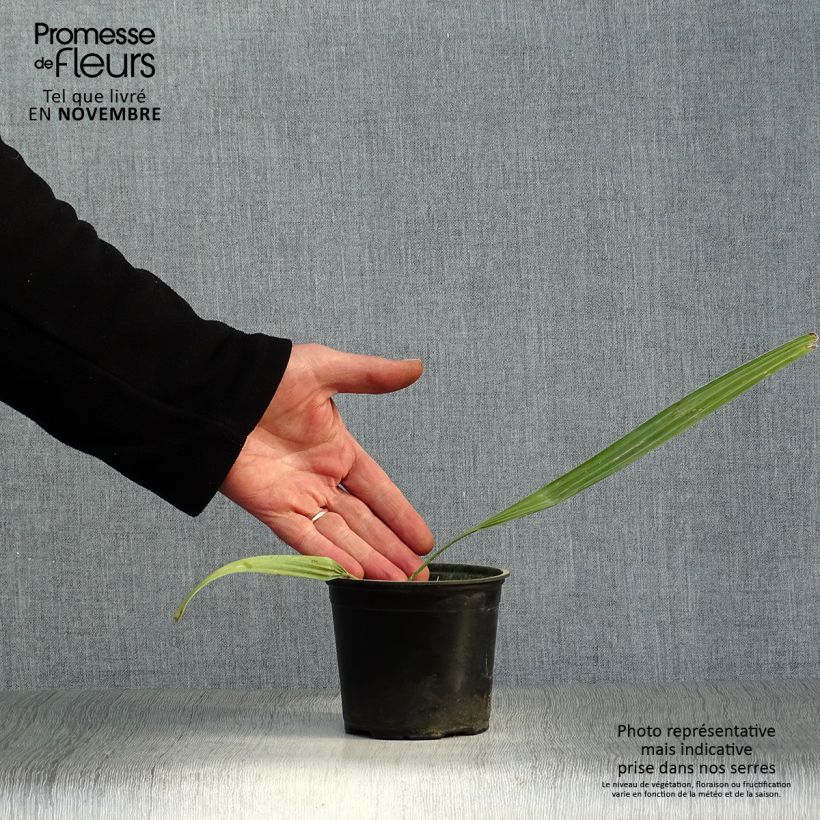 Exemplaar van Sabal mauritiiformis - Sabalpalm Pot van 12 cm / 13 cm zoals geleverd in de herfst