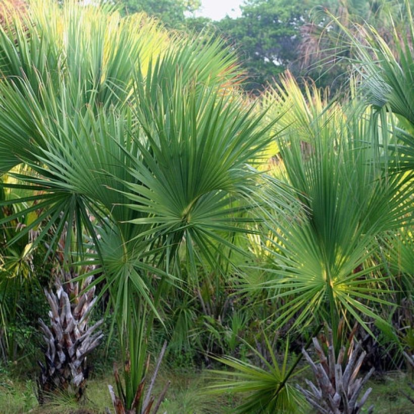 Sabal mexicana - Sabalpalm (Groeiplaats)