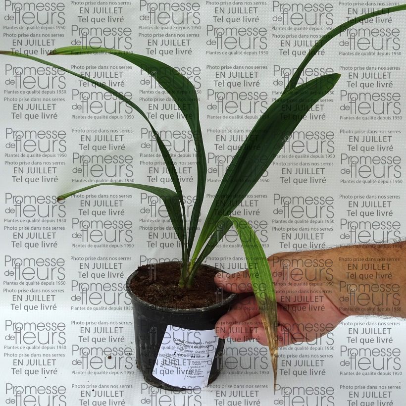 Exemplaar van Sabal mexicana - Sabalpalm Pot van 12 cm / 13 cm zoals geleverd in de zomer