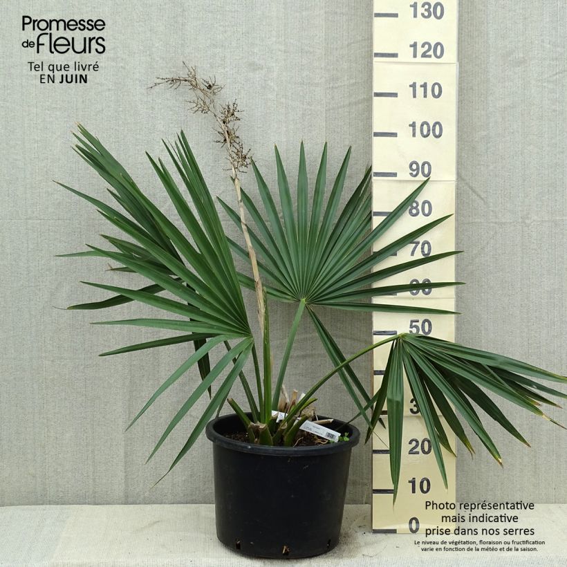 Exemplaar van Sabal minor - Dwergpalmetto Pot van 7,5 l/10 l zoals geleverd in de zomer