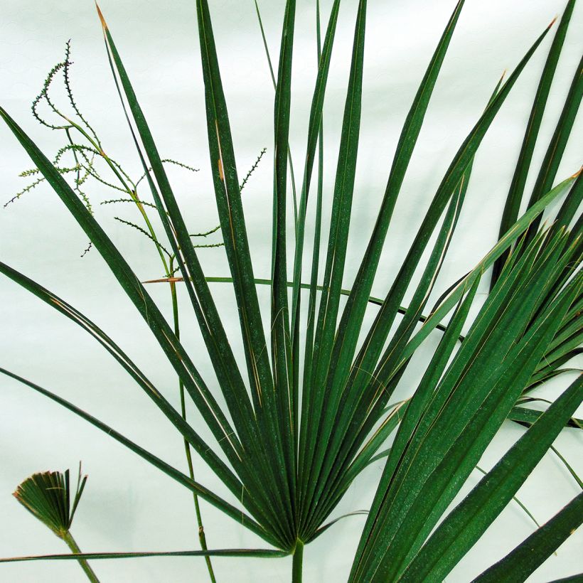 Sabal minor - Dwergpalmetto (Blad)