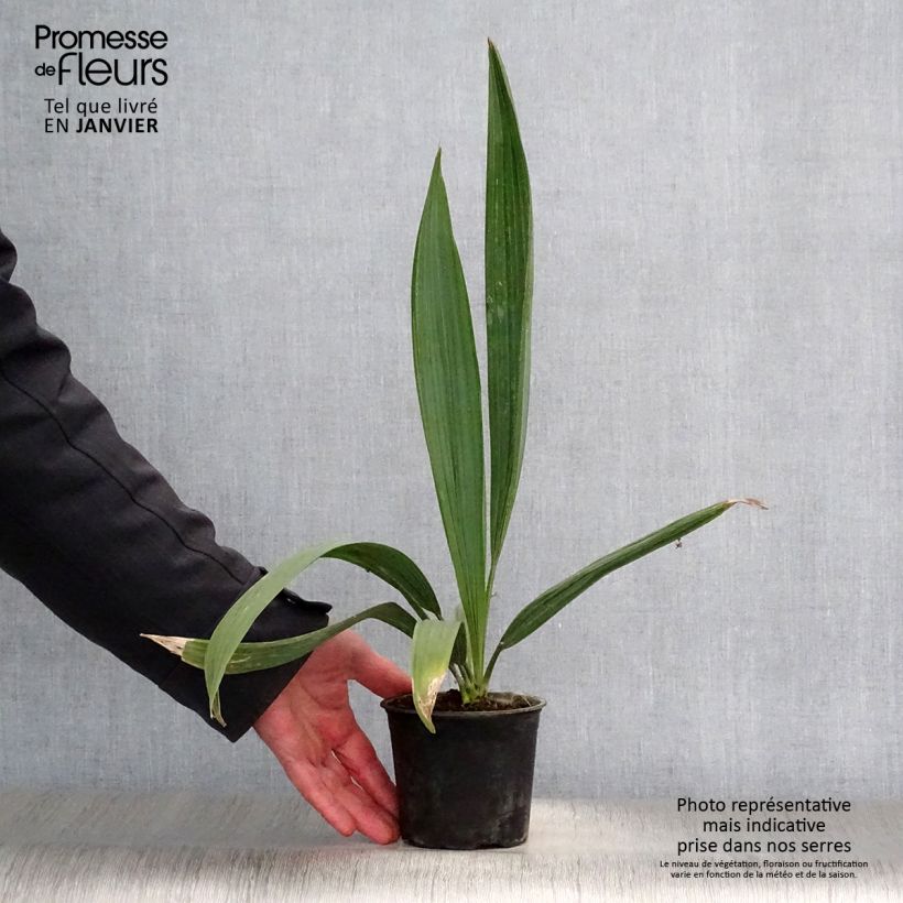 Exemplaar van Sabal minor - Dwergpalmetto Pot van 12 cm / 13 cm zoals geleverd in de winter