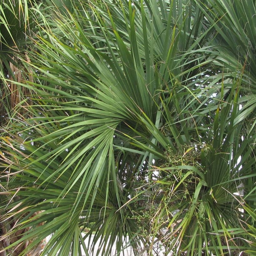 Sabal palmetto - Sabelpalm (Blad)