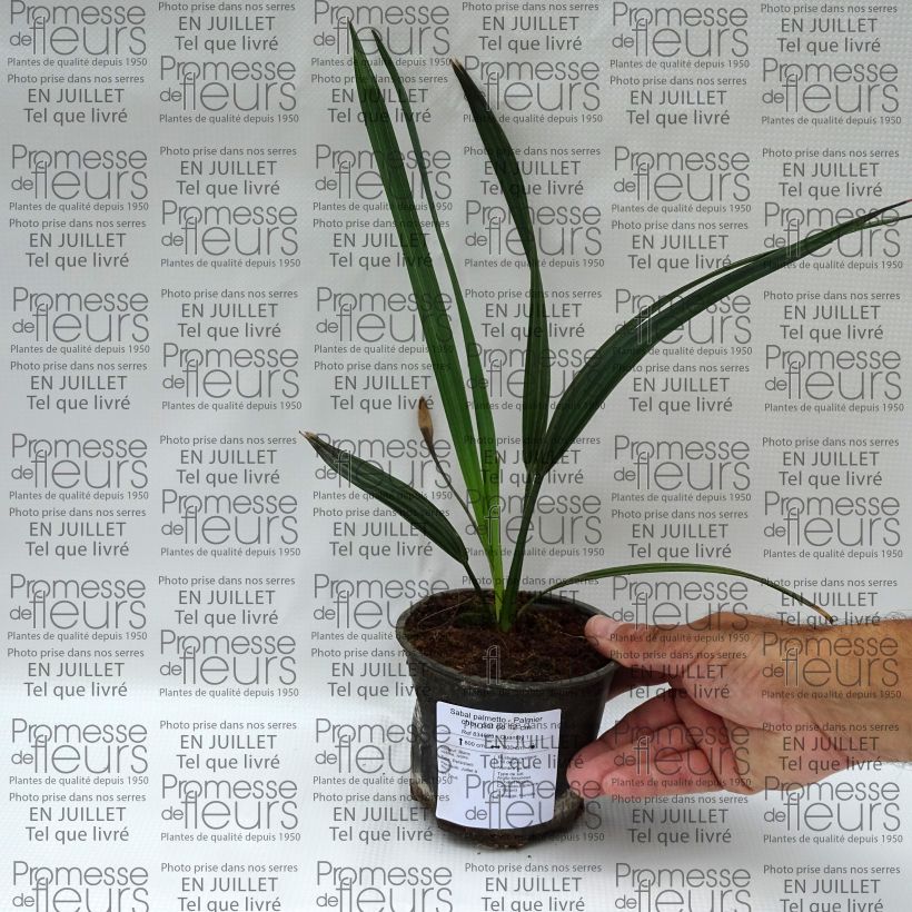 Exemplaar van Sabal palmetto - Sabelpalm Pot van 12 cm / 13 cm zoals geleverd in de zomer