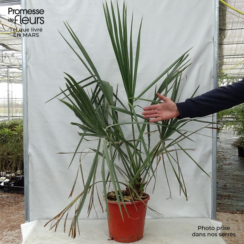 Exemplaar van Sabal palmetto - Sabelpalm Pot van 7,5 l/10 l zoals geleverd in de lente