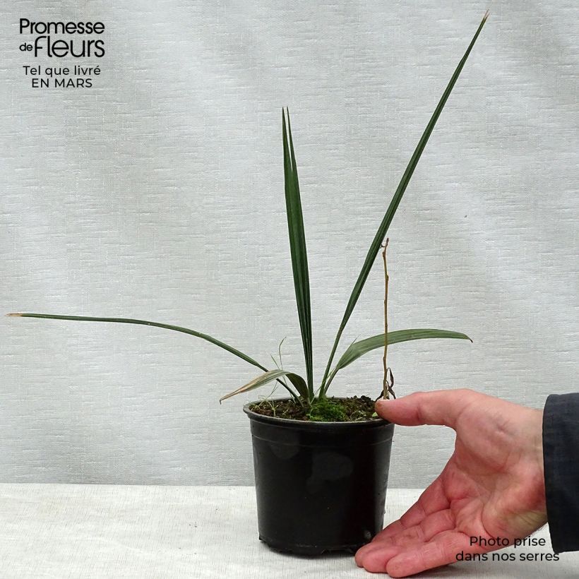 Exemplaar van Sabal palmetto - Sabelpalm Pot van 12 cm / 13 cm zoals geleverd in de lente
