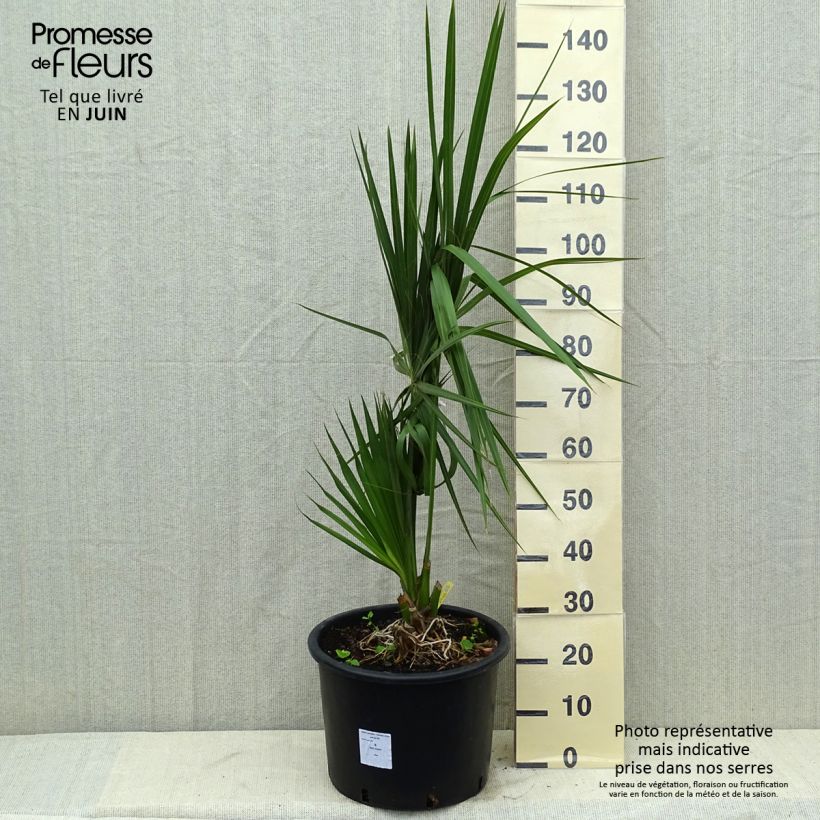 Exemplaar van Sabal palmetto - Sabelpalm Pot van 20 l/25 l zoals geleverd in de lente