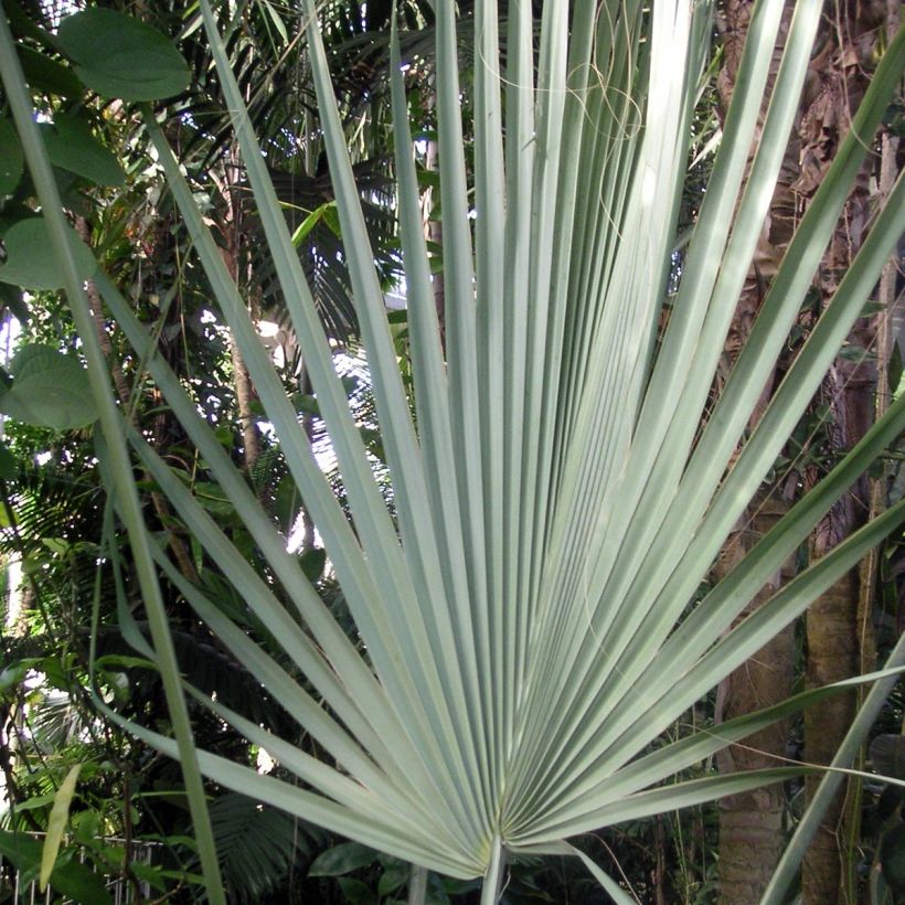 Sabal uresana - Sabalpalm (Blad)