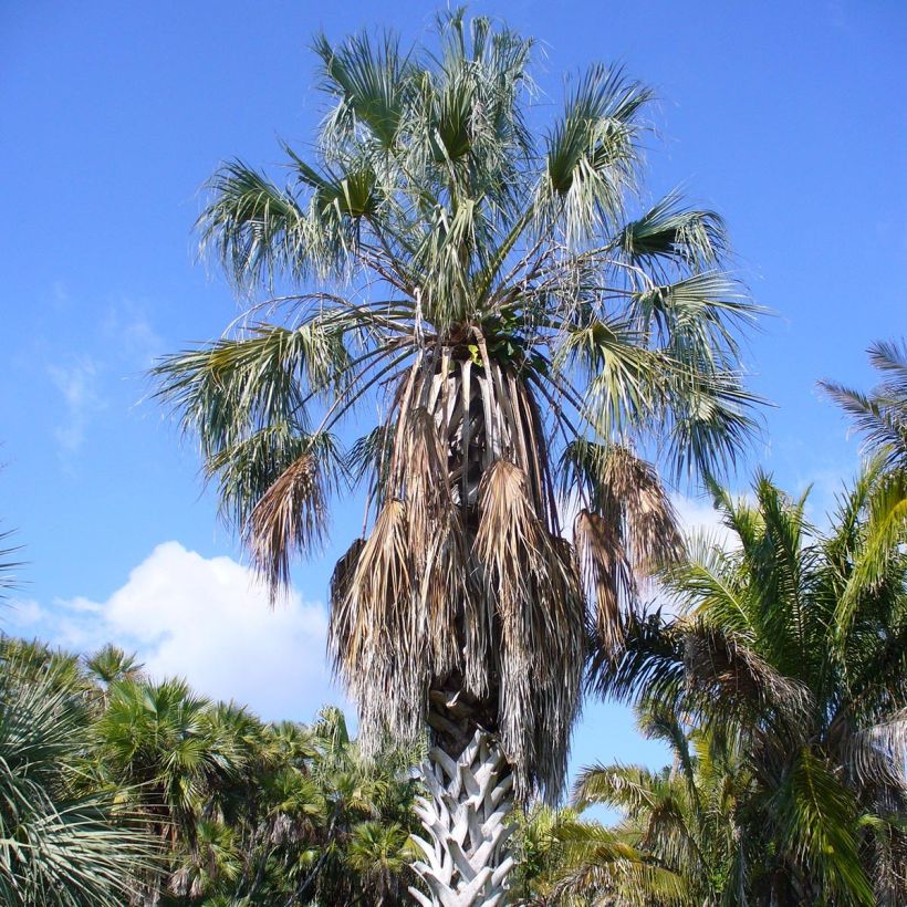 Sabal uresana - Sabalpalm (Groeiplaats)