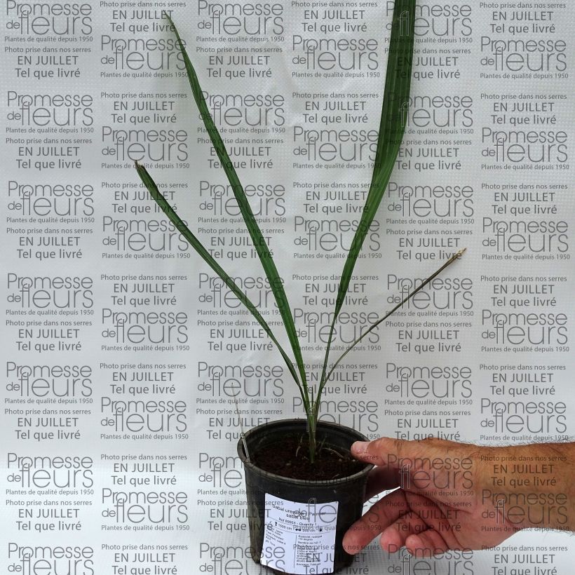 Exemplaar van Sabal uresana - Sabalpalm Pot van 12 cm / 13 cm zoals geleverd in de zomer