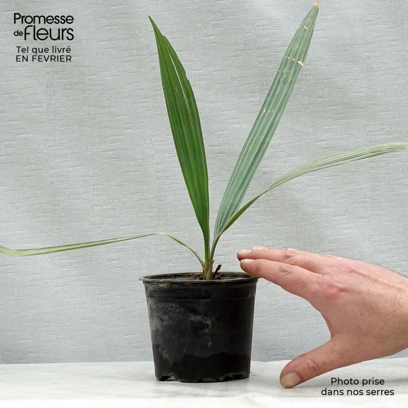 Exemplaar van Sabal uresana - Sabalpalm Pot van 12 cm / 13 cm zoals geleverd in de winter