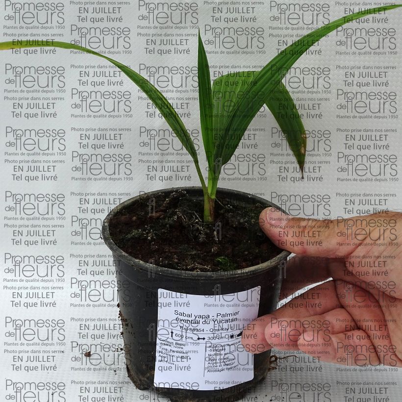 Exemplaar van Sabal yapa - Sabalpalm Pot van 12 cm / 13 cm zoals geleverd in de zomer