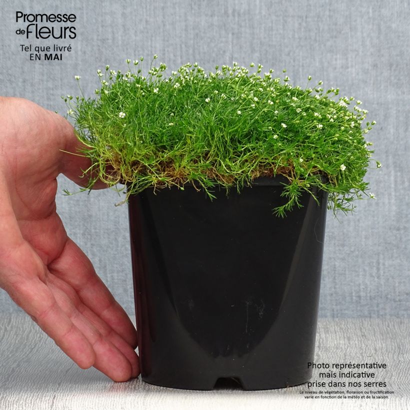 Exemplaar van Sagina subulata Green Moss - Priemvetmuur Pot van 1,5 l/2 l zoals geleverd in de lente