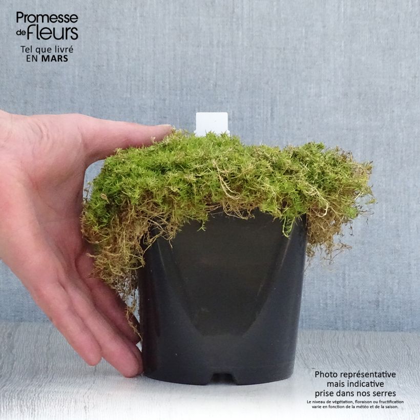 Exemplaar van Sagina subulata Lime Moss - Priemvetmuur Pot van 1,5 l/2 l zoals geleverd in de lente