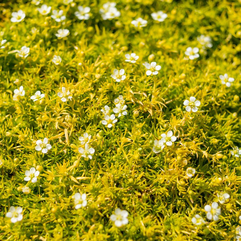 Sagina subulata Lime Moss - Priemvetmuur (Bloei)