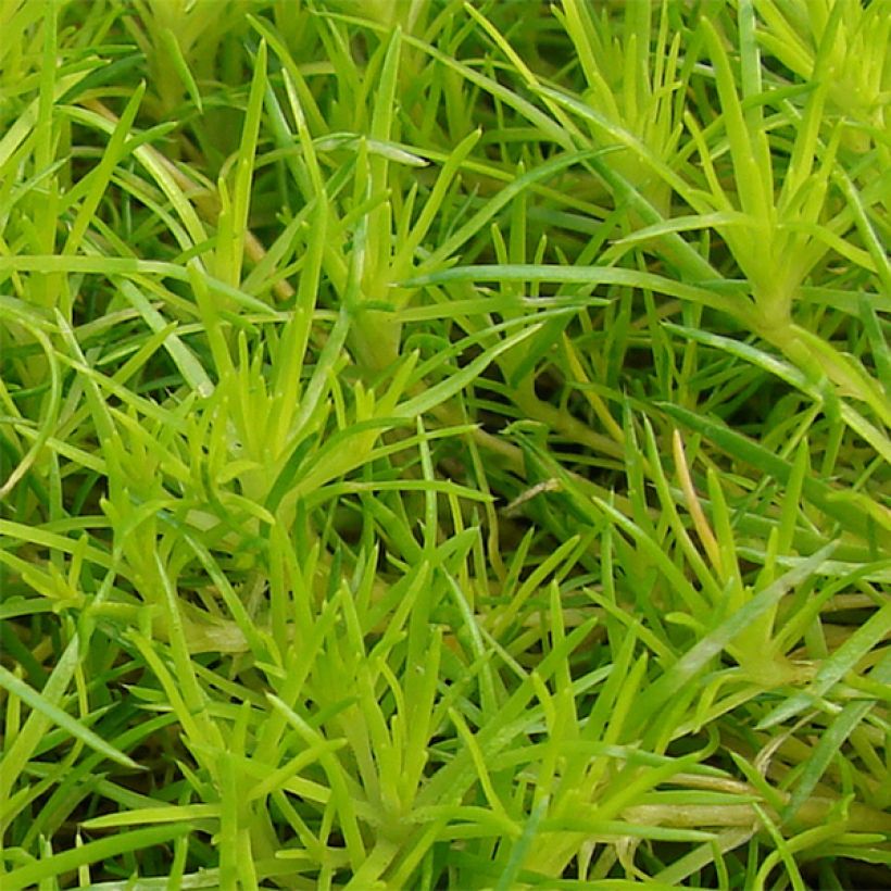 Sagina subulata Aurea - Priemvetmuur (Blad)