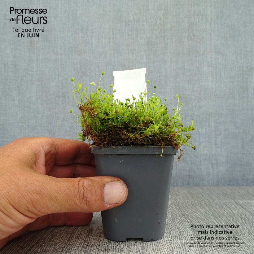 Exemplaar van Sagina subulata Aurea - Priemvetmuur Kweekpotje van 8/9 cm zoals geleverd in de zomer