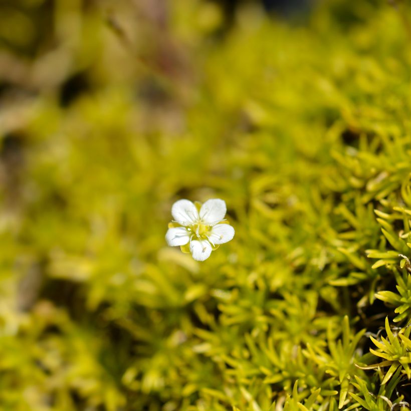 Sagina subulata Aurea - Priemvetmuur (Bloei)
