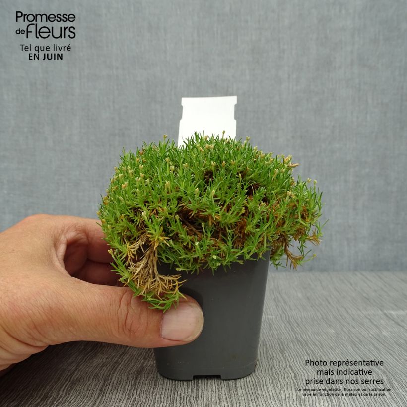 Exemplaar van Sagina subulata Pine Green - Priemvetmuur Kweekpotje van 8/9 cm zoals geleverd in de zomer