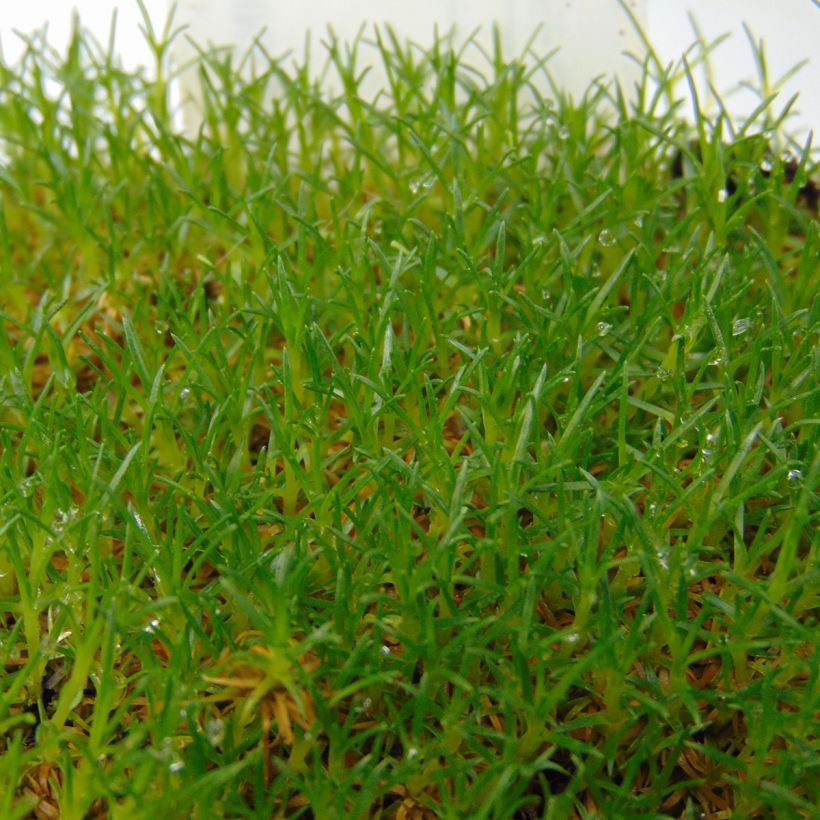 Sagina subulata - Priemvetmuur (Blad)