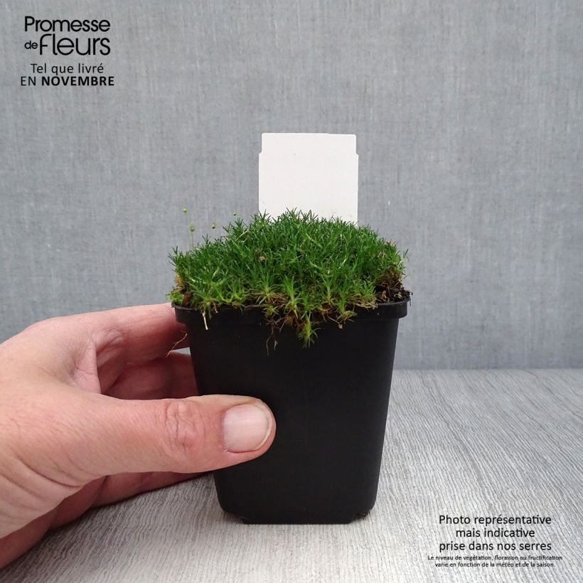Exemplaar van Sagina subulata - Priemvetmuur Kweekpotje van 8/9 cm zoals geleverd in de herfst