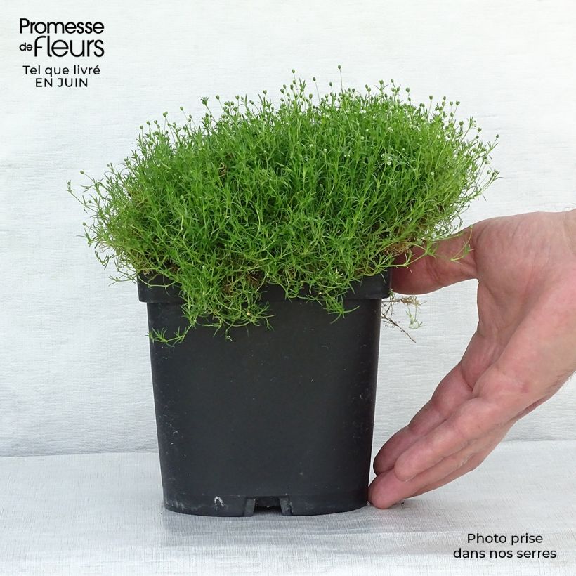Exemplaar van Sagina subulata - Priemvetmuur Kweekpotje van 8/9 cm zoals geleverd in de zomer