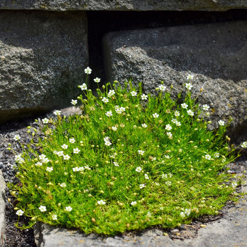 Sagina subulata - Priemvetmuur (Groeiplaats)