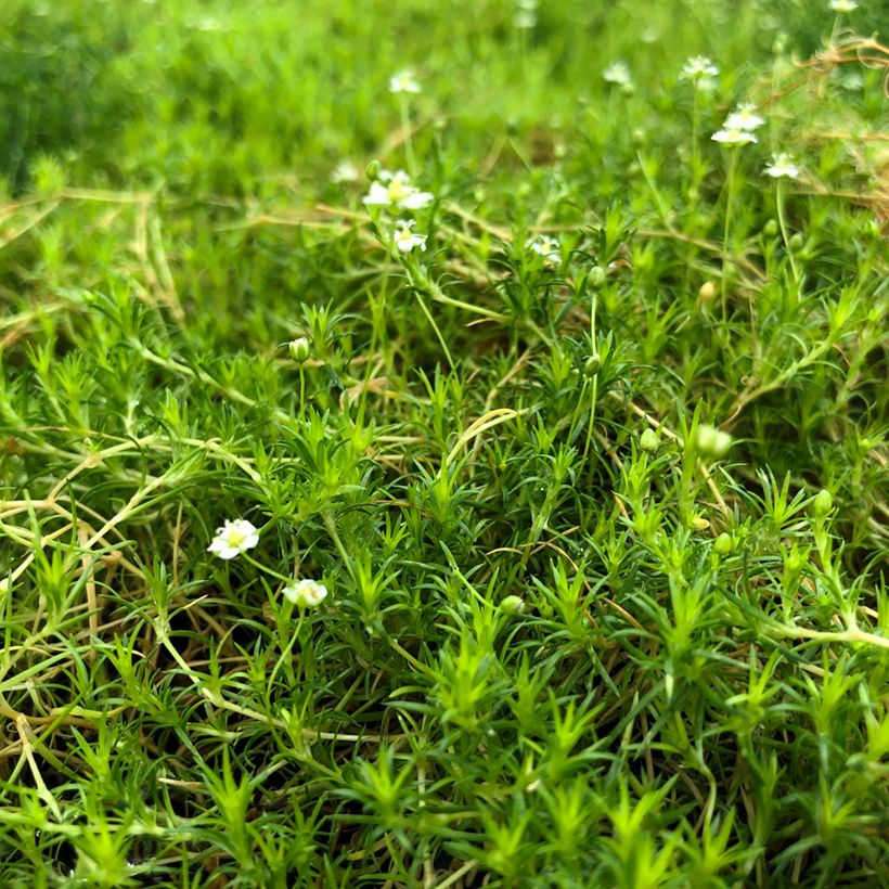 Sagina subulata Scottish Moss - Priemvetmuur (Groeiplaats)