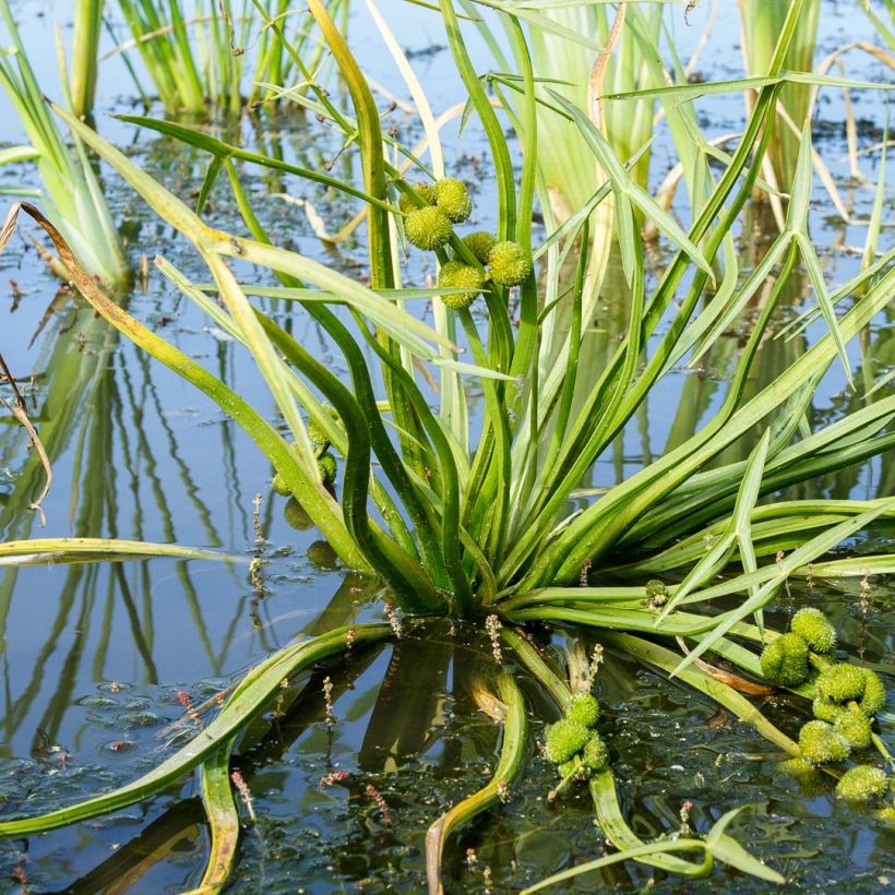 Sagittaria sagittifolia - Pijlkruid (Blad)
