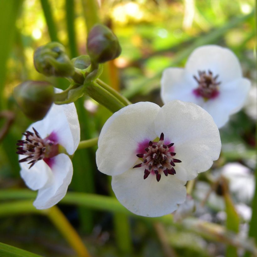 Sagittaria sagittifolia - Pijlkruid (Bloei)