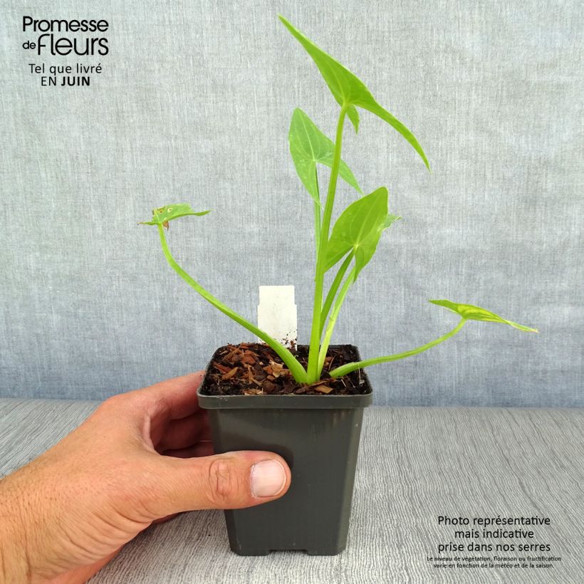 Exemplaar van Sagittaria sagittifolia - Pijlkruid Kweekpotje van 8/9 cm zoals geleverd in de zomer