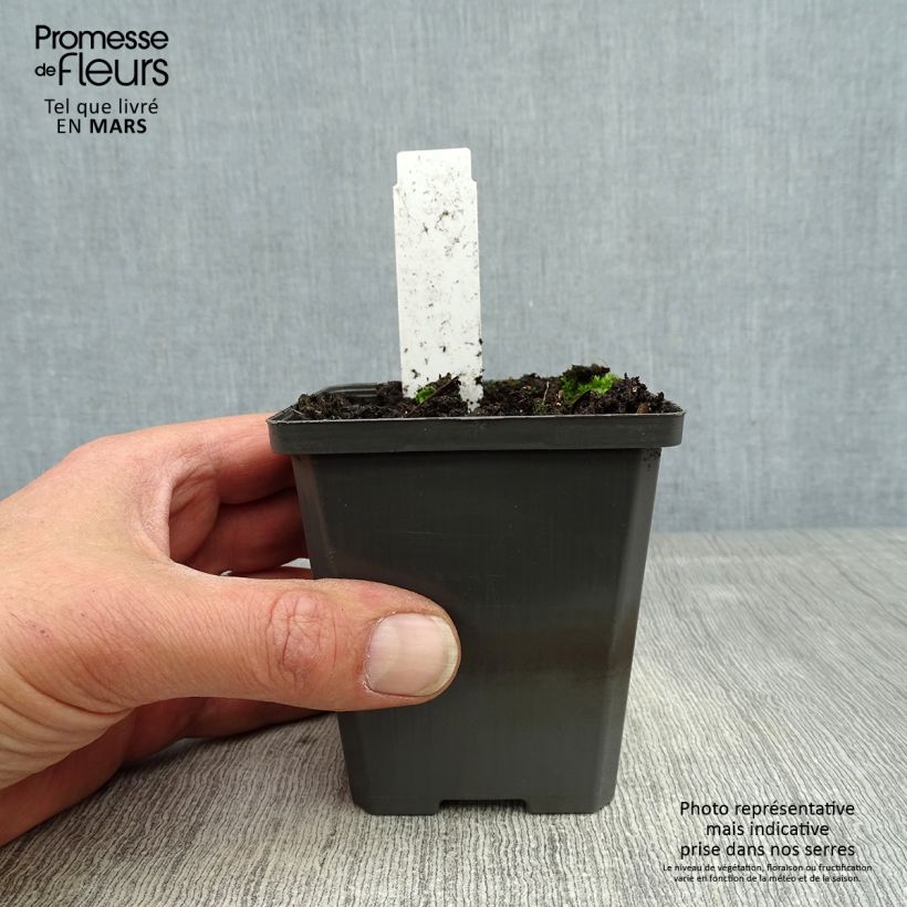 Exemplaar van Sagittaria sagittifolia - Pijlkruid Kweekpotje van 8/9 cm zoals geleverd in de lente