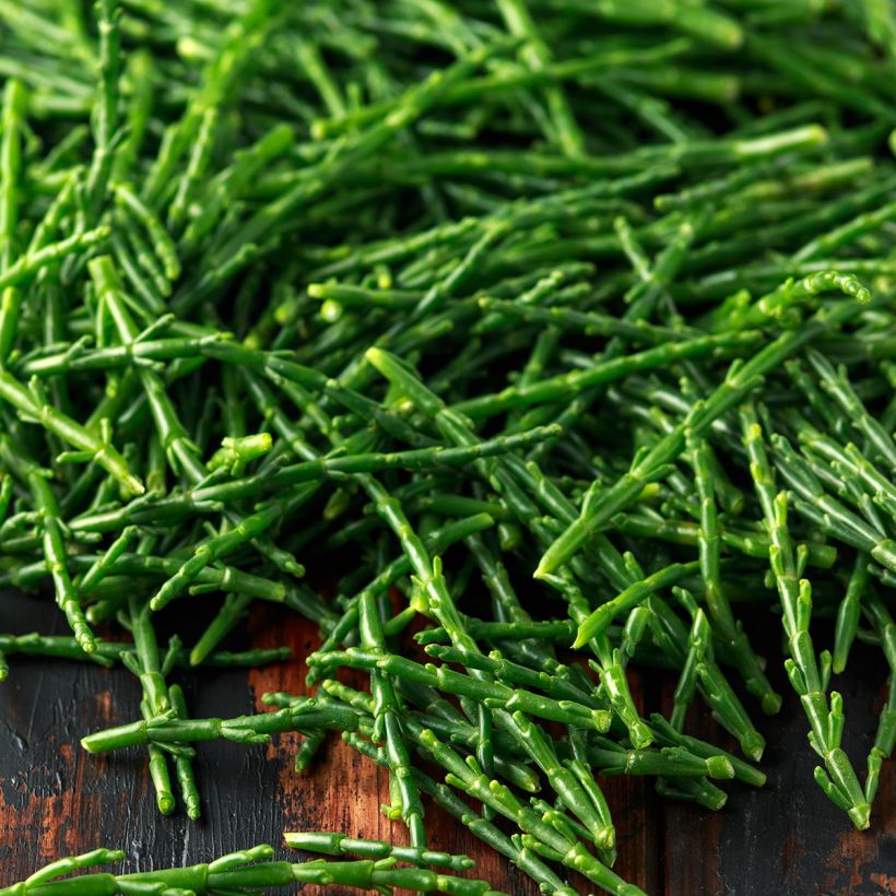 Zeekraal - Salicornia europaea (Oogst)
