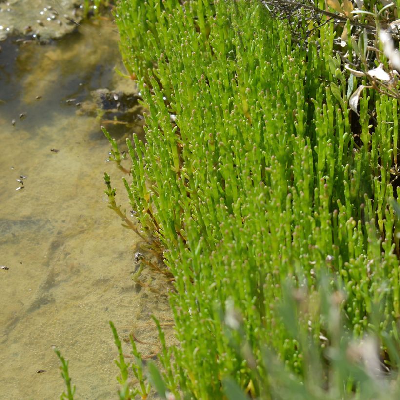 Zeekraal - Salicornia europaea (Groeiplaats)