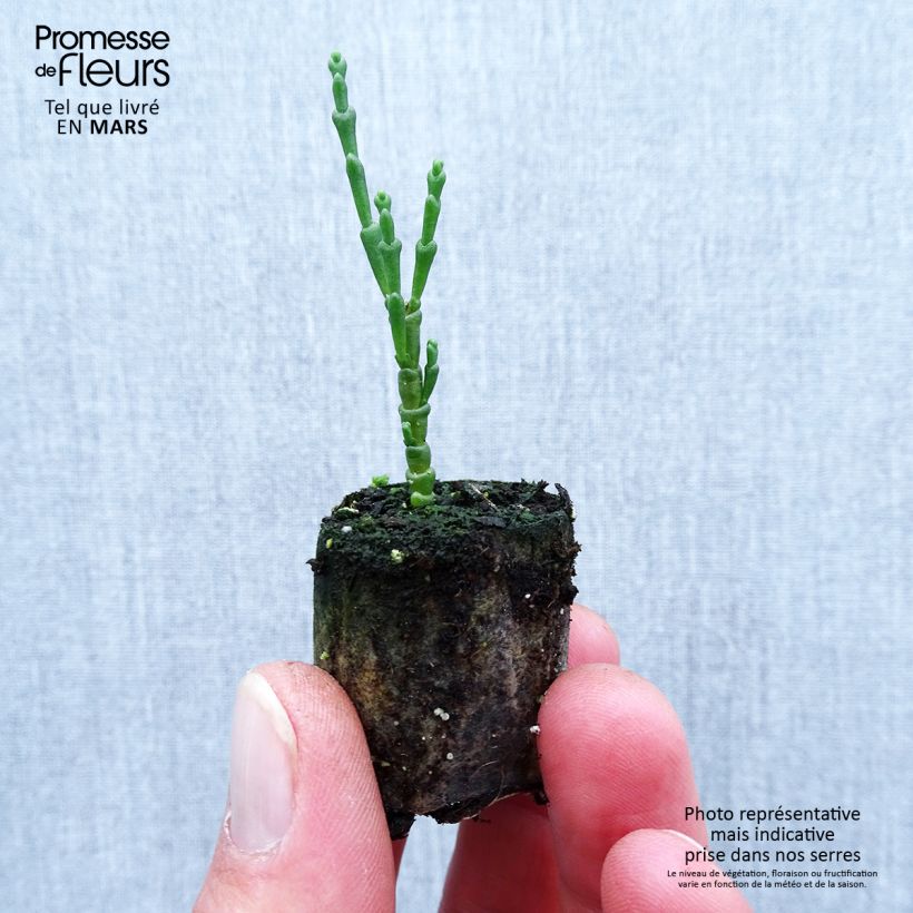 Exemplaar van Zeekraal - Salicornia europaea Mini-mot Ø 1,5/2,5 cm zoals geleverd in de lente