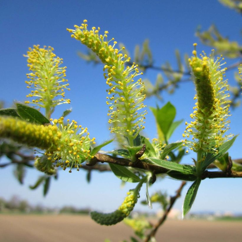 Salix alba - Schietwilg (Flowering)