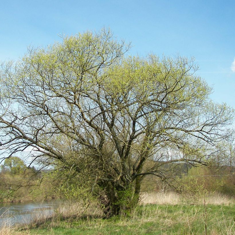 Salix alba - Schietwilg (Plant habit)