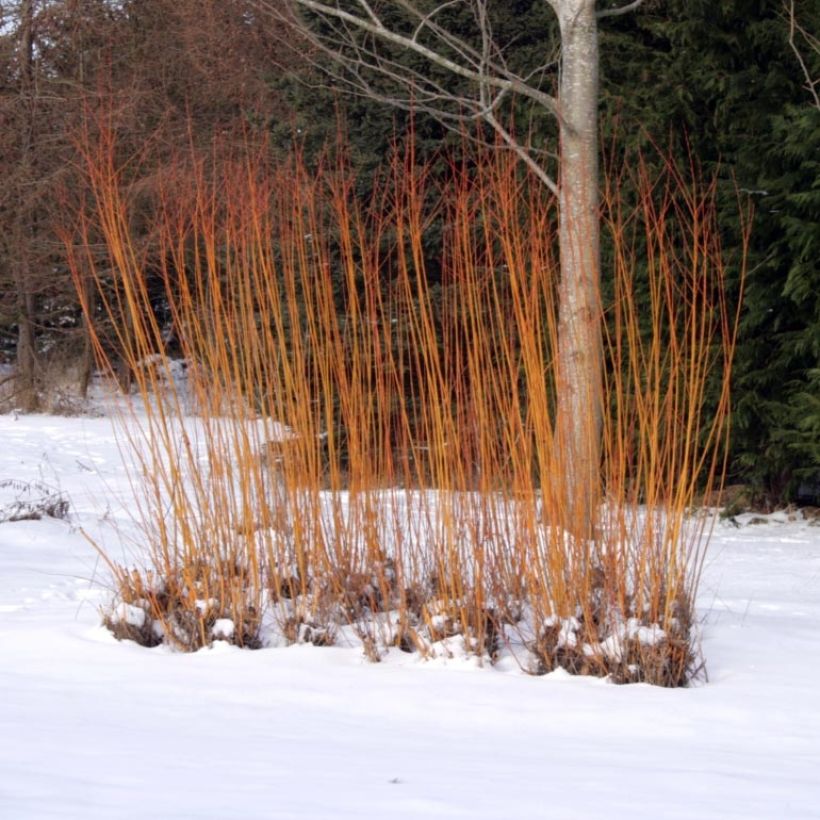 Salix alba Chermesina - Schietwilg (Plant habit)