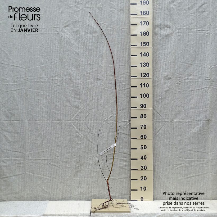 Example of Salix alba Chermesina - Schietwilg Naakte wortel as you get in hiver