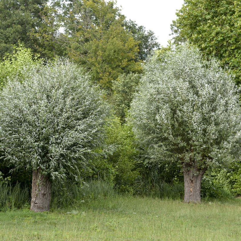 Salix alba Liempde - Schietwilg (Groeiplaats)