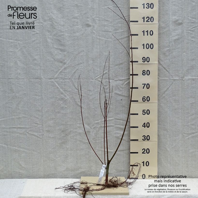 Example of Salix alba - Schietwilg Naakte wortel as you get in hiver