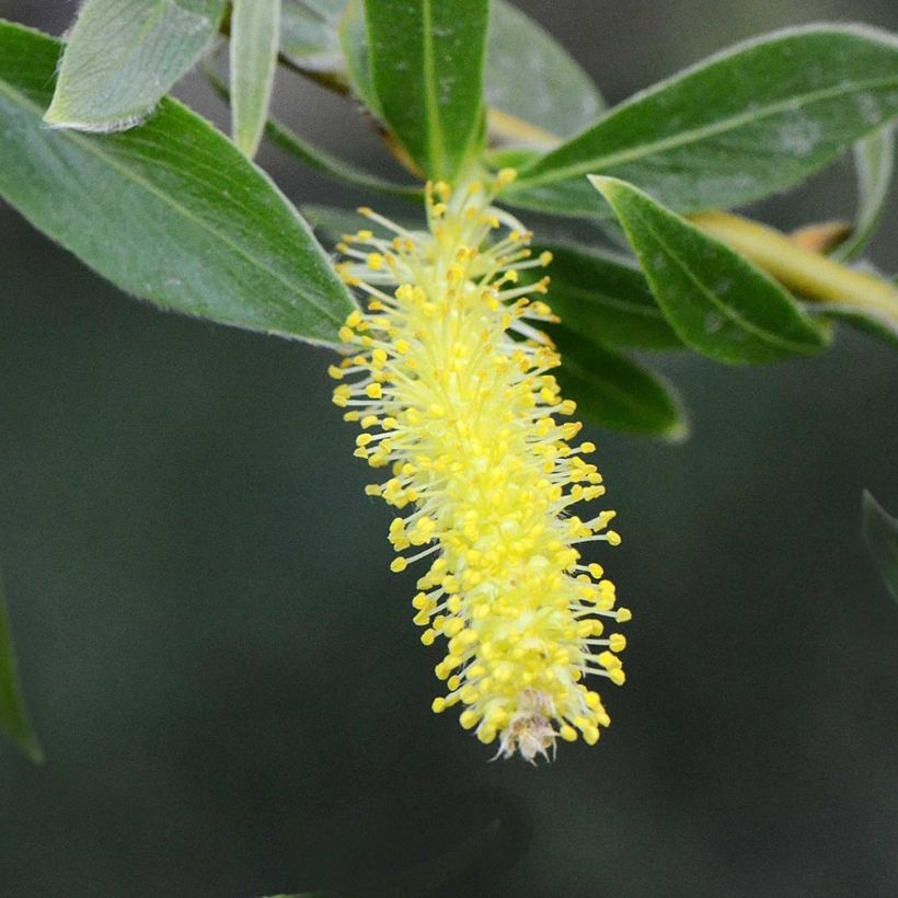 Salix alba var. Vitellina - Schietwilg (Bloei)