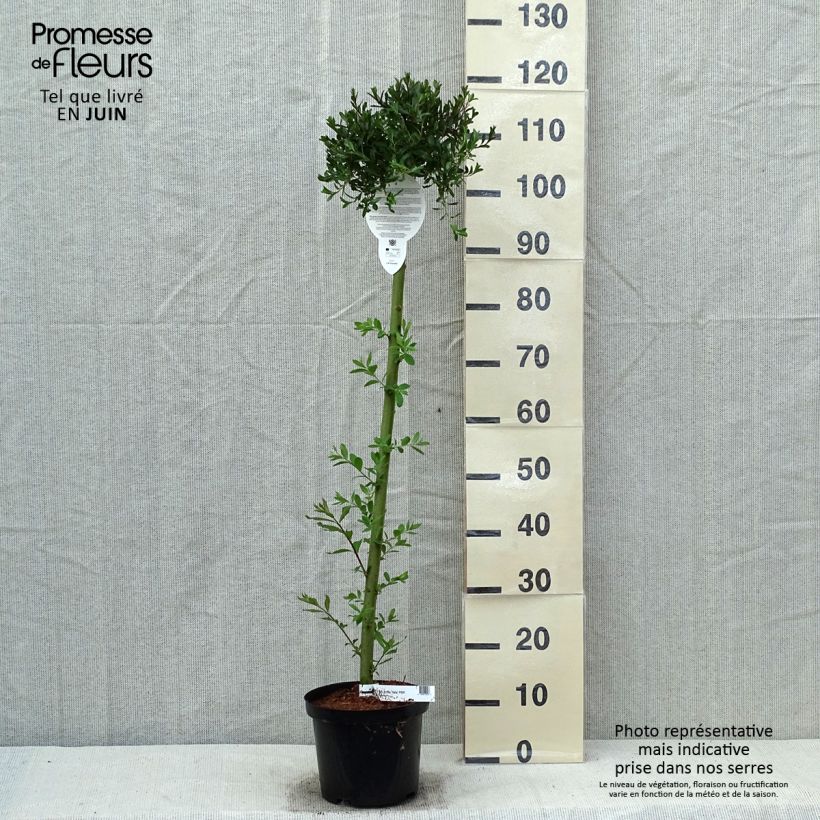 Exemplaar van Salix arctica Yalta - Arctische wilg Pot van 4 l/5 l, Stengel zoals geleverd in de lente